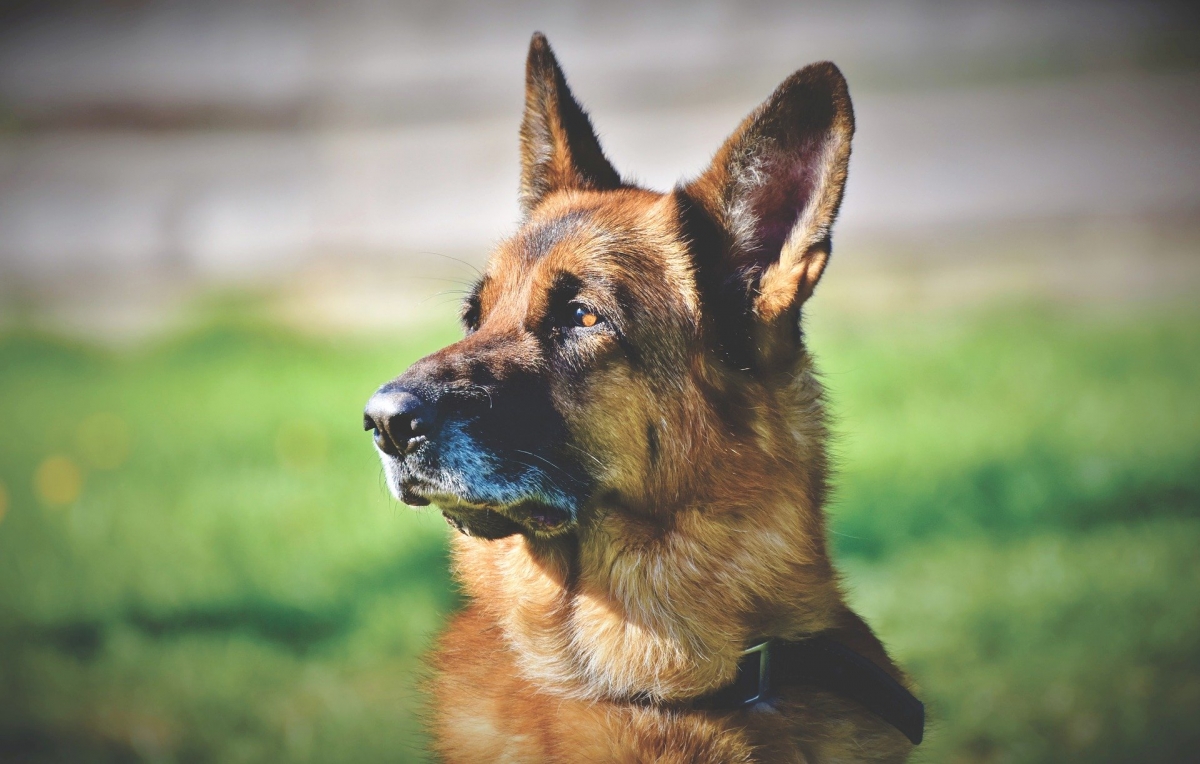 Die Pflege eines Deutschen Schäferhundes ist wichtig für seine Gesundheit, hier ist der Grund
